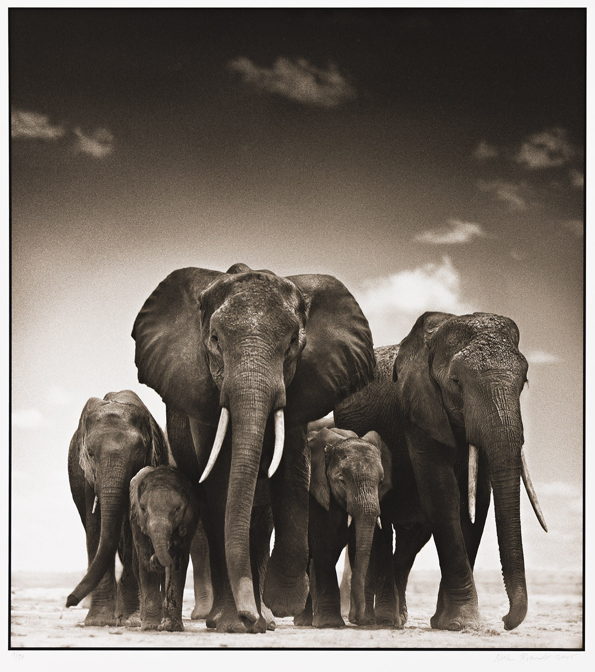 NICK BRANDT (1964- ) Portrait of an Elephant Family, Amboseli, Kenya.